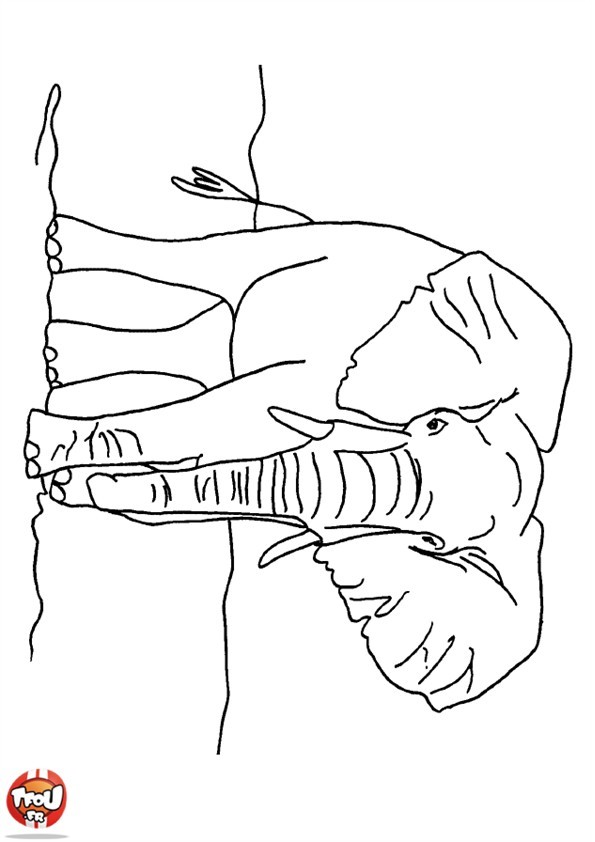 Kolorowanka Słoń - Drukuj i Odkrywaj Świat Kolorów kolorowanka do druku
